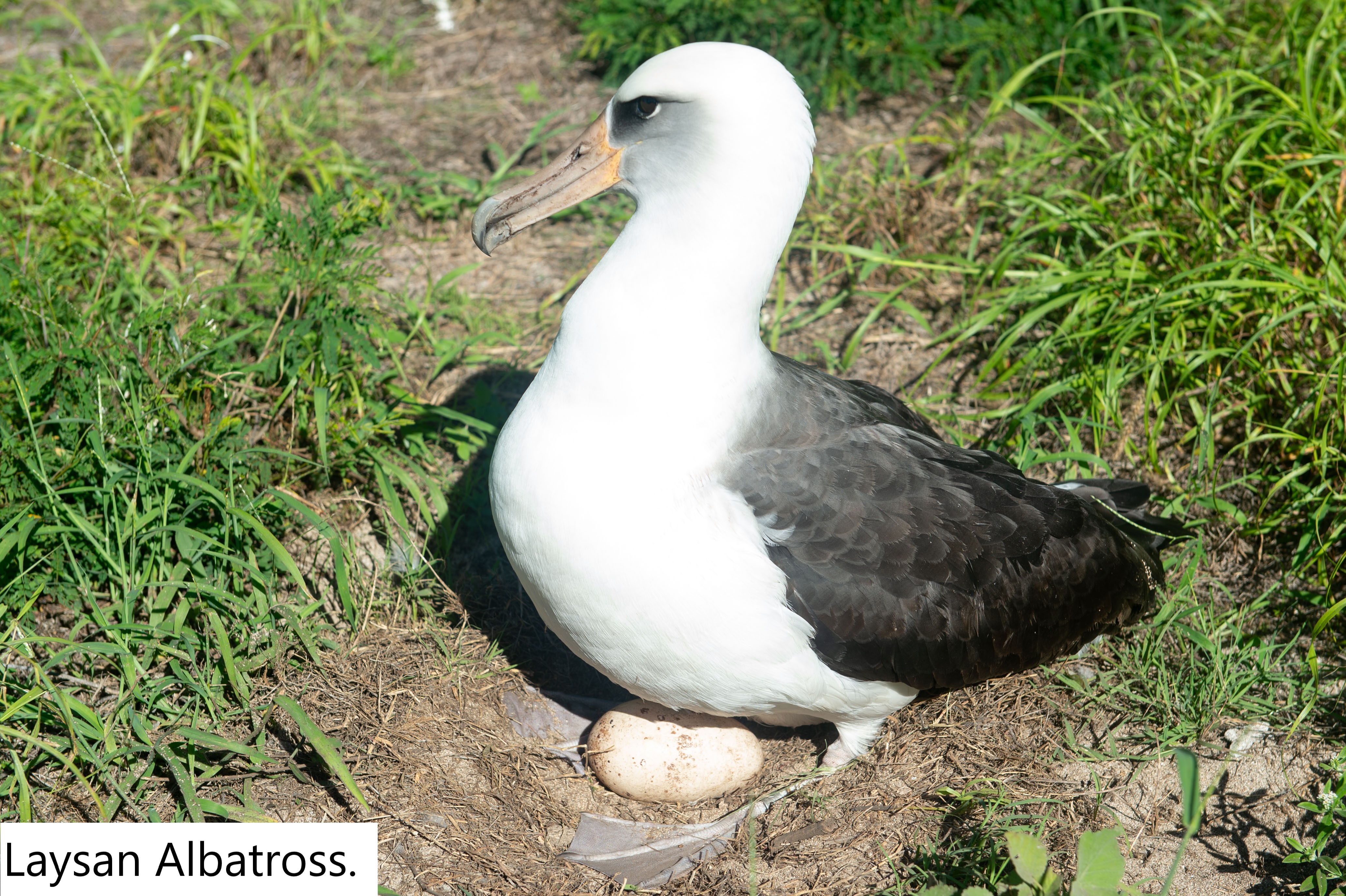 Laysan Albatross.